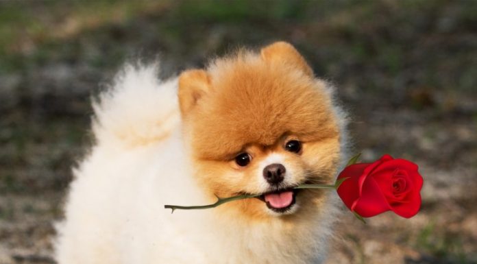 סקירה של אפליקציית דוגיז