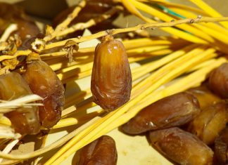 תמר מג'הול – המדריך השלם