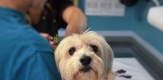 וטרינר עד הבית – למי השירות הזה נכון?