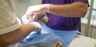 וטרינר עד הבית – כשטיפול הוא מהלב